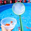 Summer Festival Goldfish Challenge Royalty Free Stock Photo