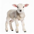 Young lamb with fluffy cream wool standing on white background with curious eyes Royalty Free Stock Photo