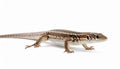 A beautiful lizard isolated on white. Exotic animal. Royalty Free Stock Photo