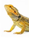 A beautiful lizard isolated on white. Exotic animal. Royalty Free Stock Photo