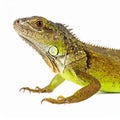 A beautiful lizard isolated on white. Exotic animal. Royalty Free Stock Photo