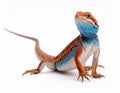 A beautiful lizard isolated on white. Exotic animal. Royalty Free Stock Photo