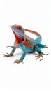A beautiful lizard isolated on white. Exotic animal. Royalty Free Stock Photo