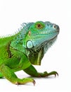 A beautiful lizard isolated on white. Exotic animal. Royalty Free Stock Photo