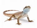 A beautiful lizard isolated on white. Exotic animal. Royalty Free Stock Photo