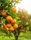 Fresh ripe oranges growing on tree outdoors Royalty Free Stock Photo