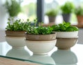 Fresh Herbs Growing in Bowls Royalty Free Stock Photo