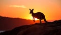 Kangaroo Silhouette at Sunset Royalty Free Stock Photo