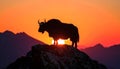 Yak Silhouette at Sunset Royalty Free Stock Photo