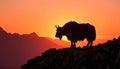 Yak Silhouette at Sunset Royalty Free Stock Photo