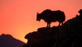 Yak Silhouette at Sunset Royalty Free Stock Photo