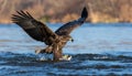 White-tailed Eagle Catching Fish Royalty Free Stock Photo