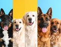 Funny dogs on different colors backgrounds, collage of pet portraits Royalty Free Stock Photo