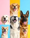 Funny dogs on different colors backgrounds, collage of pet portraits Royalty Free Stock Photo