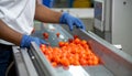Gloved Worker Inspecting Cherry Tomatoes on Sorting Belt Royalty Free Stock Photo