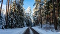 Woman walking along empty road in pine forest. Winter vacation Royalty Free Stock Photo