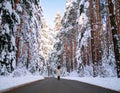 Woman walking along empty road in pine forest. Winter vacation Royalty Free Stock Photo