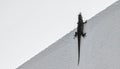 Close-up of lizard climbing smooth white wall with minimalist composition and strong contrast Royalty Free Stock Photo