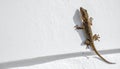 Close-up of lizard climbing smooth white wall with minimalist composition and strong contrast Royalty Free Stock Photo