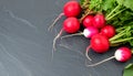 Colorful radishes with leafy greens arranged on dark slate surface Royalty Free Stock Photo