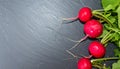 Colorful radishes with leafy greens arranged on dark slate surface Royalty Free Stock Photo