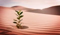 A solitary green shrub grows in the foreground of an expansive desert landscape Royalty Free Stock Photo