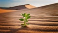 A solitary green shrub grows in the foreground of an expansive desert landscape Royalty Free Stock Photo
