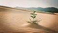 A solitary green shrub grows in the foreground of an expansive desert landscape Royalty Free Stock Photo
