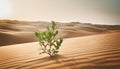 A solitary green shrub grows in the foreground of an expansive desert landscape Royalty Free Stock Photo
