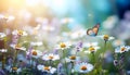Butterfly Resting on Daisy in Sunlit Wildflower Meadow. Royalty Free Stock Photo