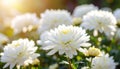 White chrysanthemum close-up with blurred foliage Royalty Free Stock Photo