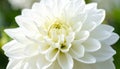 White chrysanthemum close-up with blurred foliage Royalty Free Stock Photo