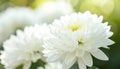White chrysanthemum close-up with blurred foliage Royalty Free Stock Photo