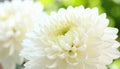 White chrysanthemum close-up with blurred foliage Royalty Free Stock Photo