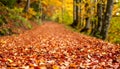 Detailed View of Red and Yellow Leaves on Forest Path Royalty Free Stock Photo