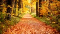 Detailed View of Red and Yellow Leaves on Forest Path Royalty Free Stock Photo