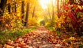 Detailed View of Red and Yellow Leaves on Forest Path Royalty Free Stock Photo