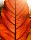 Detailed Close-up of a Single Red Leaf with Sunlight Highlighting Veins Royalty Free Stock Photo