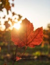 Detailed Close-up of a Single Red Leaf with Sunlight Highlighting Veins Royalty Free Stock Photo