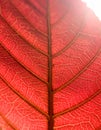 Detailed Close-up of a Single Red Leaf with Sunlight Highlighting Veins Royalty Free Stock Photo