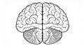 generated using AI.Black and white illustration of a human brain viewed from above, Royalty Free Stock Photo