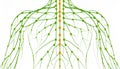 generated using AI.Illustration of the human lymphatic system, showing a network of green and yellow nodes and vessels. Royalty Free Stock Photo