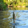 Catching fish on hook in river. Fishing day Royalty Free Stock Photo