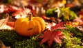 A small orange mini pumpkin rests on moss and red fallen leaves. Royalty Free Stock Photo