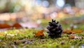 Pinecone on Moss with Autumn Leaves, Soft Focus Background Royalty Free Stock Photo