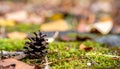 Pinecone on Moss with Autumn Leaves, Soft Focus Background Royalty Free Stock Photo
