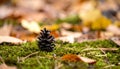 Pinecone on Moss with Autumn Leaves, Soft Focus Background Royalty Free Stock Photo