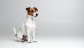 Jack Russell Terrier sitting alertly in bottom left corner on white background Royalty Free Stock Photo
