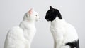 White cat and black cat facing each other on white background Royalty Free Stock Photo