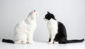 White cat and black cat facing each other on white background Royalty Free Stock Photo